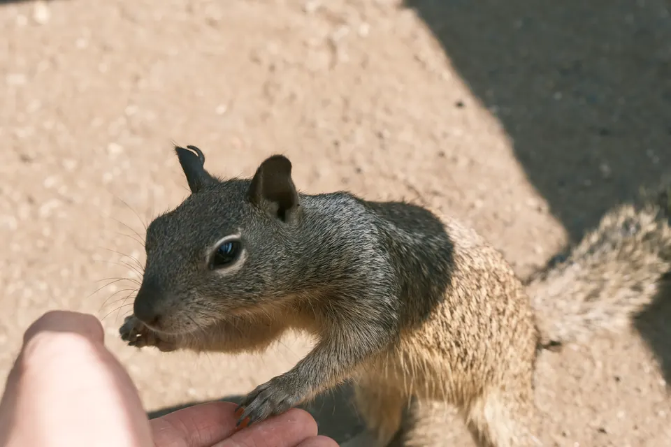 Los Angeles: A curious visitor