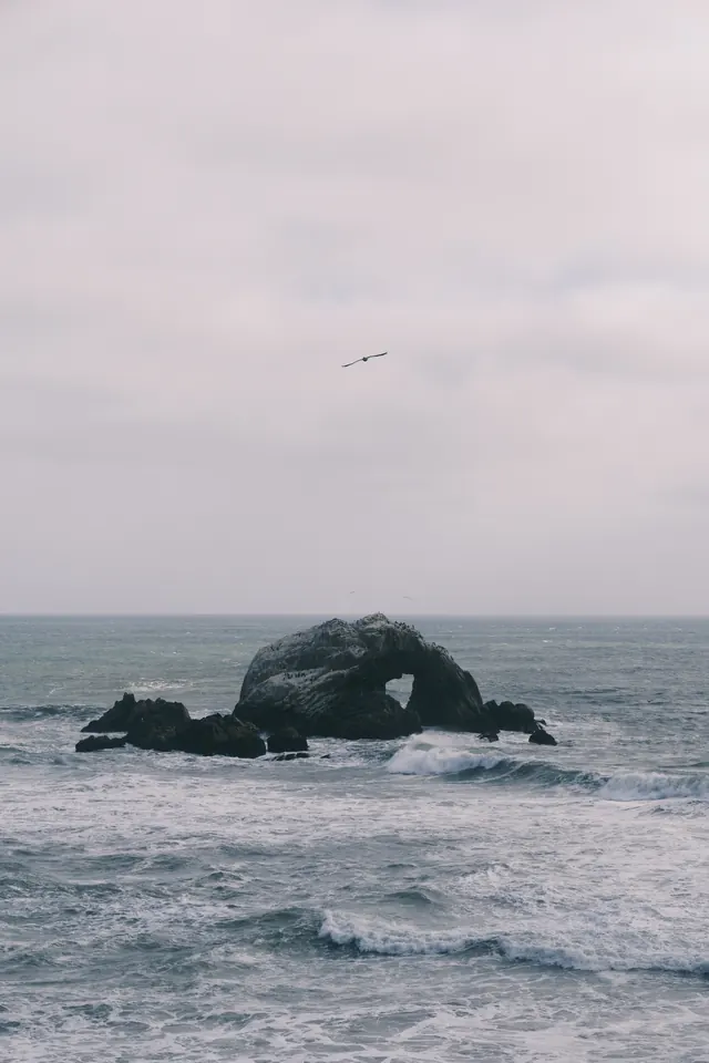 San Francisco: A lone bird over the Pacific